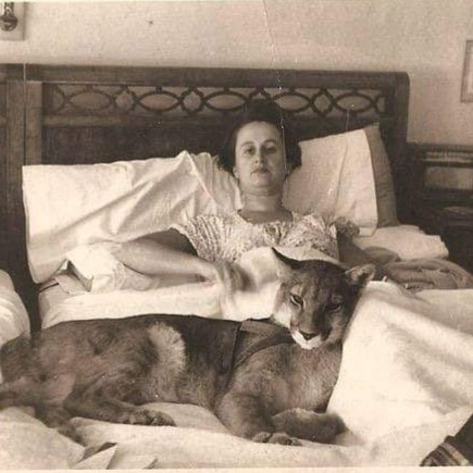 FcoDarmendrail's tweet image. En 1950 en un fundo de #Santiago (hoy comuna de La Reina)  Doña Clotilde Irarrazabal tenía de mascota un puma, que por su elegancia al caminar lo llamaron Pirulo. Oriundo de Pumalin,  llegó a Santiago de cachorro. Desarrolló amistad con el animal y comía medio caballo a la semana