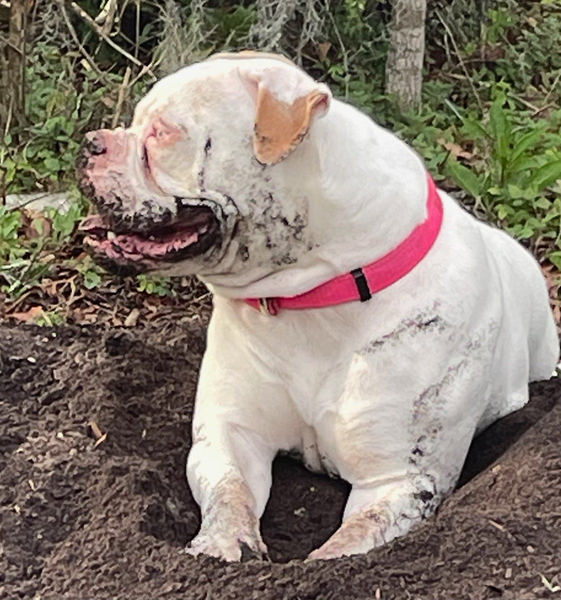 Sometimes ya just gotta go for a swim n dig a nice hole to grin at peeps from - GG living her best life 

#AmericanBulldogs