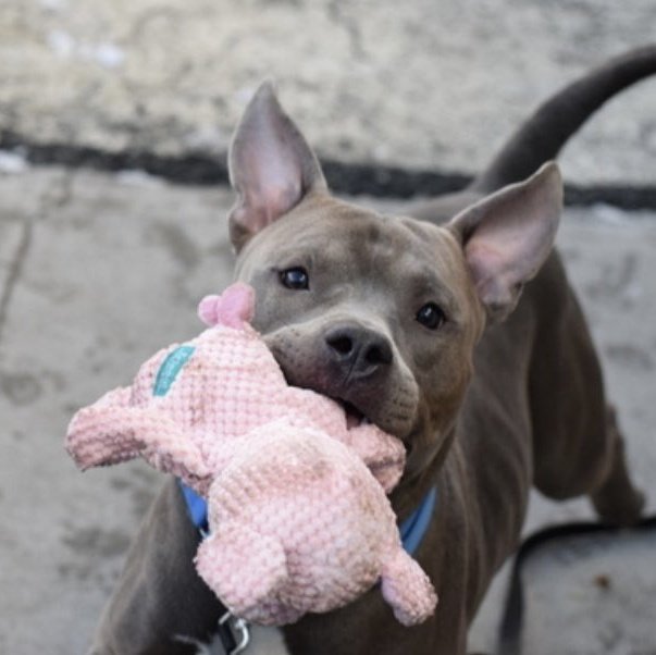 His name was Brooklyn Just another dead #PittiePuppy #NYCACC So why does this one tear me up? Because I am tired All the posts about #XLBully bans 3 million #Bullies are killed in the US every year Fuck the bans We have an issue here, at home This is reality #Shameful