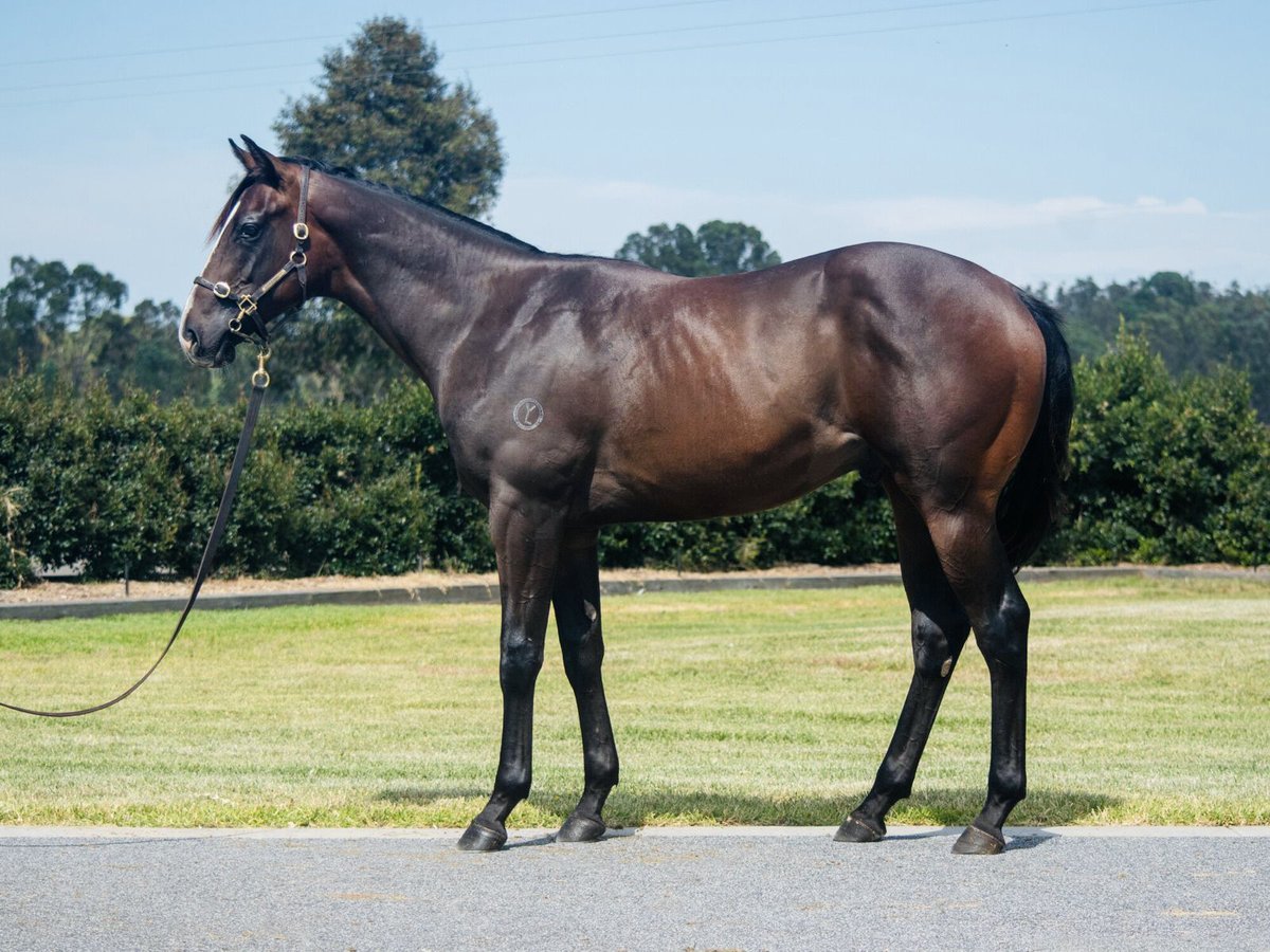 🔸Excellent result for @YulongInvest as Lot 2, their outstanding Written Tycoon x Talented colt sells for $525k @inglis_sales Premier 💥 He heads home with @moodyracingpgm and is eligible for the VOBIS program 🙌 Congrats! Learn more here: racingvictoria.com.au/vobis/vobis-si…