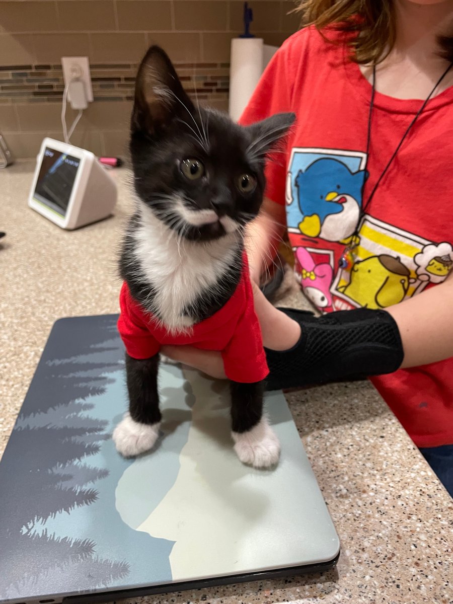 Happy Caturday! This distinguished gentleman looks great in a classic red Gildan mini tee, don't ya think?! Congrats to team member, Shawna, for recently adding to the pack 🐈❤️
#Caturday #CatShirt #CatShirts #CatTshirt #MiniTshirt #MiniTee #Gildan #GildanShirt #Caturday #Tshirt