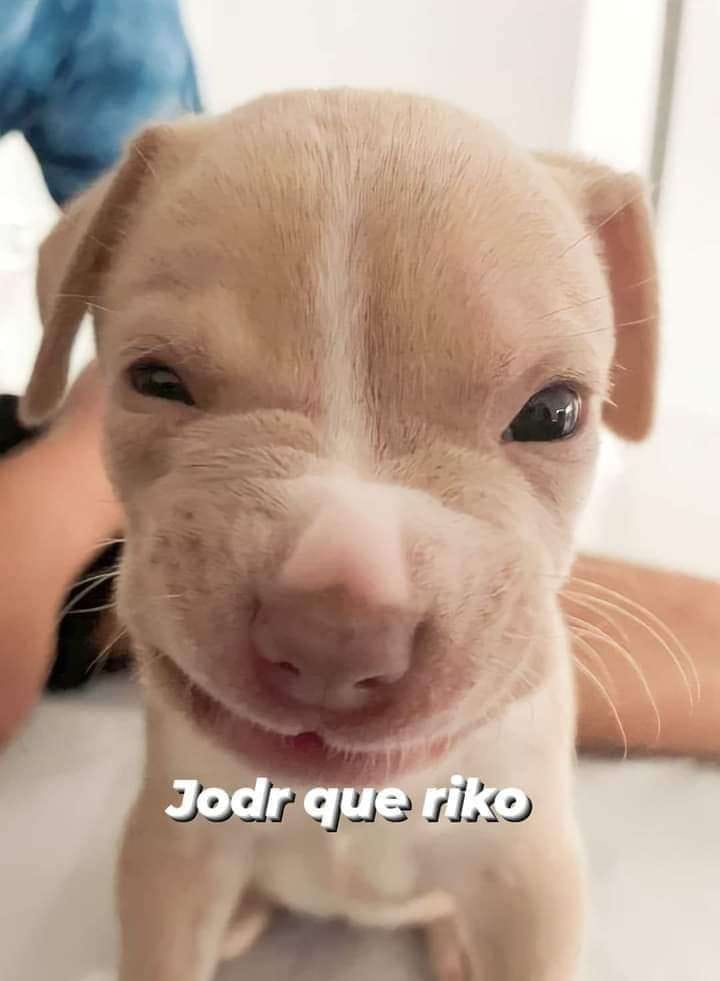 Said Pariona tweet media