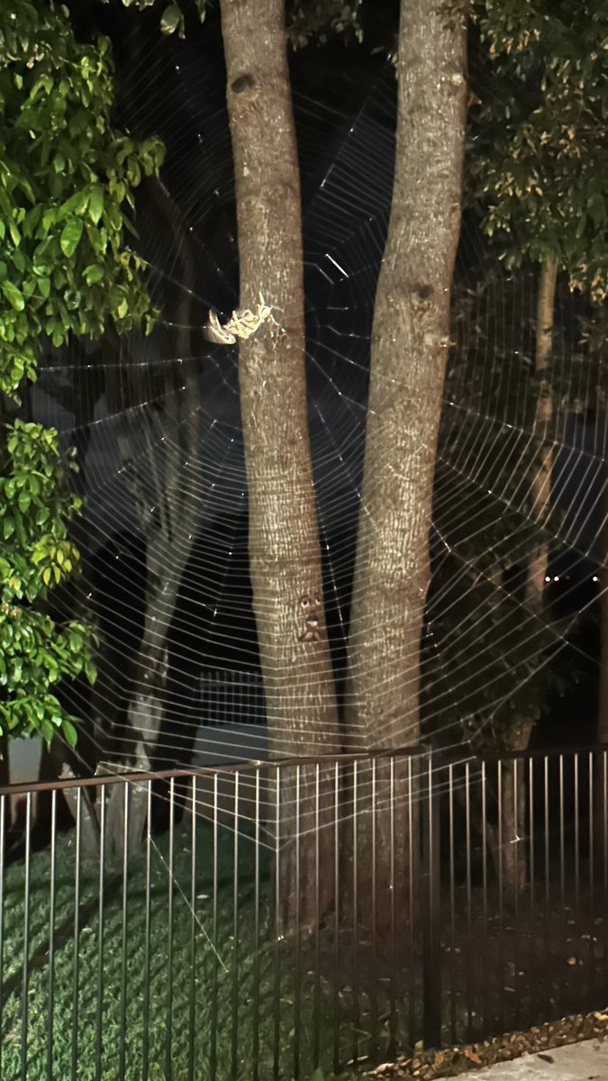 This little (?!) guy has been working hard to build this web….lucky it’s enormous…otherwise I would have been doing the “argh, I just walked through a cobweb” dance 💃🏼🫣🤣