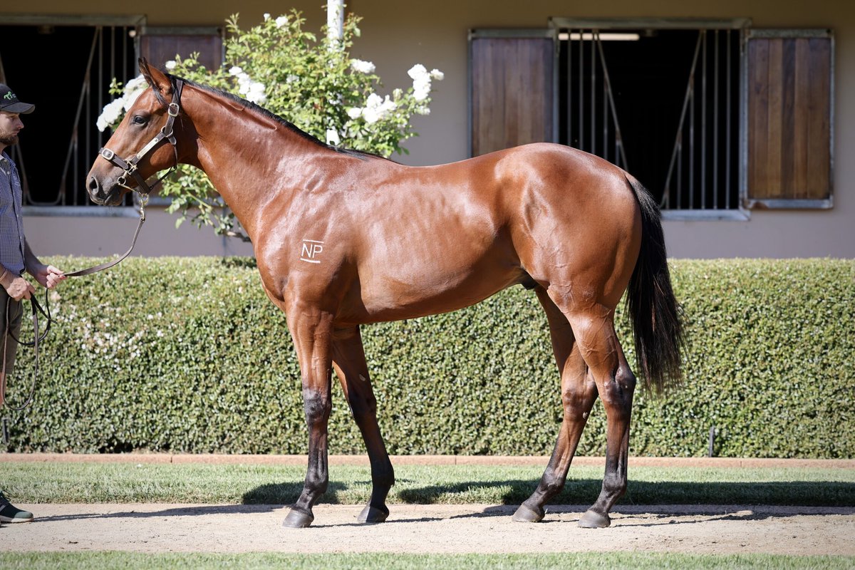 Lot 57 - CASTELVECCHIO x VUITTON (NZ) Colt On the board early at the Inglis Premier Sale, in conjunction with @cameroncookebl we secured a lovely colt from Noorilim Park. What we like ☄️Good size, scope and strength ☄️Good walk with a huge step ☄️Powerful hindquarters…