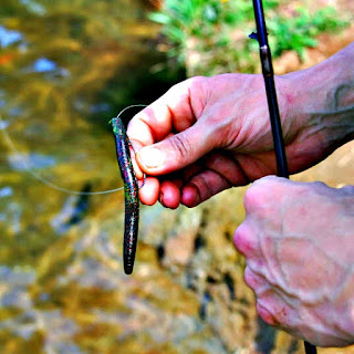 Bass Fishing Tips on X: Fishing the Texas Rigged Worm Like a Pro    / X