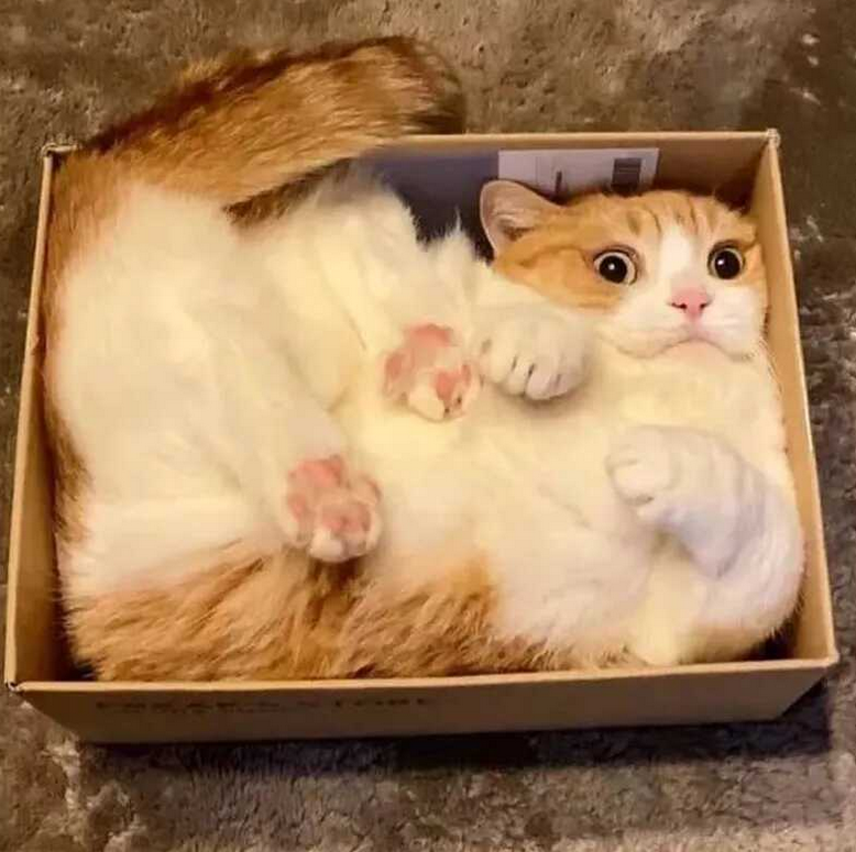 KlatuBaradaNiko's tweet photo. Unboxing the latest in feline relaxation technology: the #CatBoxPro.
With state-of-the-art comfort design, it's no wonder Mr. Whiskers looks shocked โ he just discovered next-level cozy. ๐ฑ๐ค
#CatsOfTwitter #IfIFitsISits https://t.co/CYOHXm7h8J
