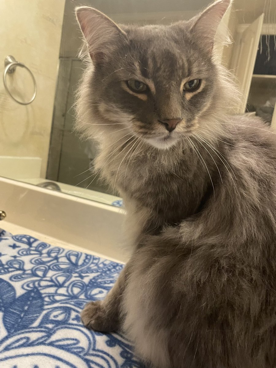 RAAAAAHHHH I LOVE MY KITTY 🥰🥰🥰🥰🥰