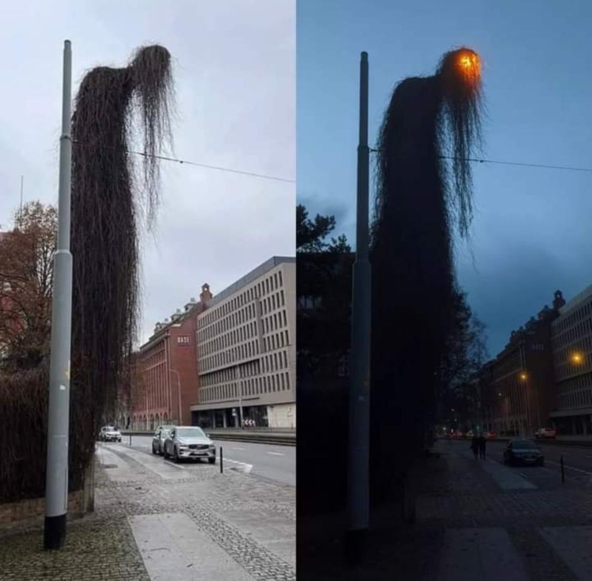 This overgrown light pole in Poland looks terrifying