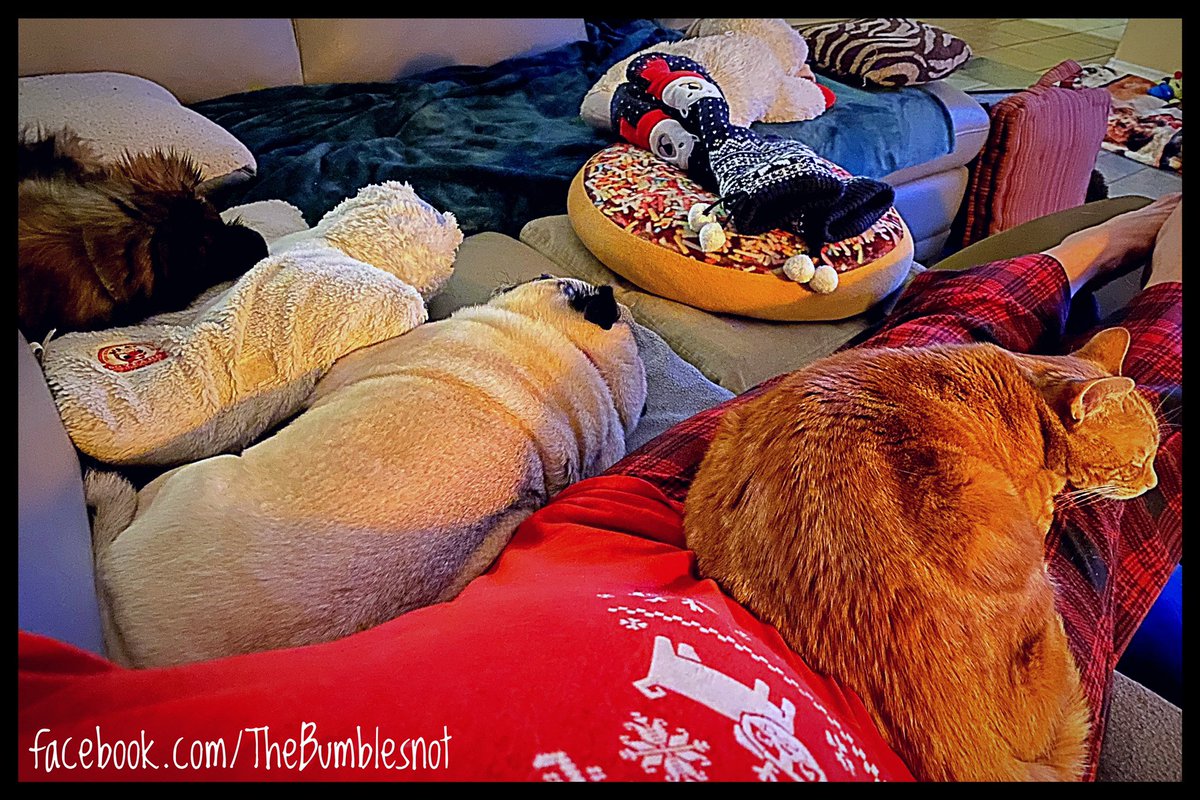 All lined up to cuddle on a chilly Saturday night... 🐶🐶🐈💤🤎❤️🧡 #warmthinnumbers #whoneedssocksnotme #caturdaynight #sleepychiweenie #sleepypug #sleepykitty #sweetdreams