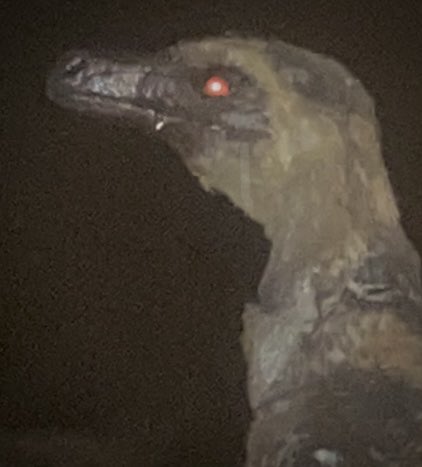 _Archesuchus_'s tweet image. 🧵3/3
Must not be from a preexisting piece of artwork or media, any and all mediums are allowed. Winners will be included in #WeirdBirds canon and will feature in Part 4 in some way shape or form. Part four is going to be rural btw. I will be judging the designs with @Zetheilian.