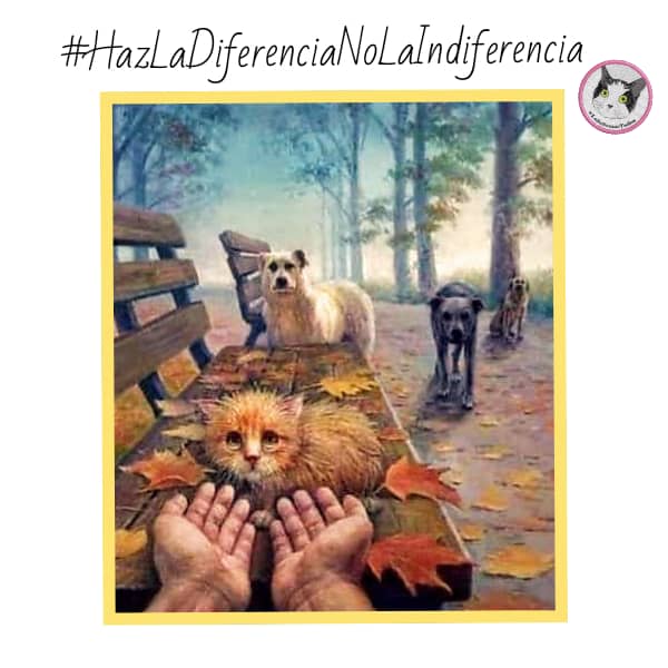 #2Mar #TWITTAZO #X Comparte. Los abandonas, te quitas tú problema, y los condenas a sufrir. Ellos👇los salvan, no poseen fortuna, sí #Amor, #Respeto y #Vida. Son sus voces, defensores. Comparte algo de lo que tienes, ayúdalos a ayudar.  #LuluSomosTodos <a href="/TeresaRos19/">Ros teresa</a> <a href="/yaracalcagno/">yara calcagno</a>