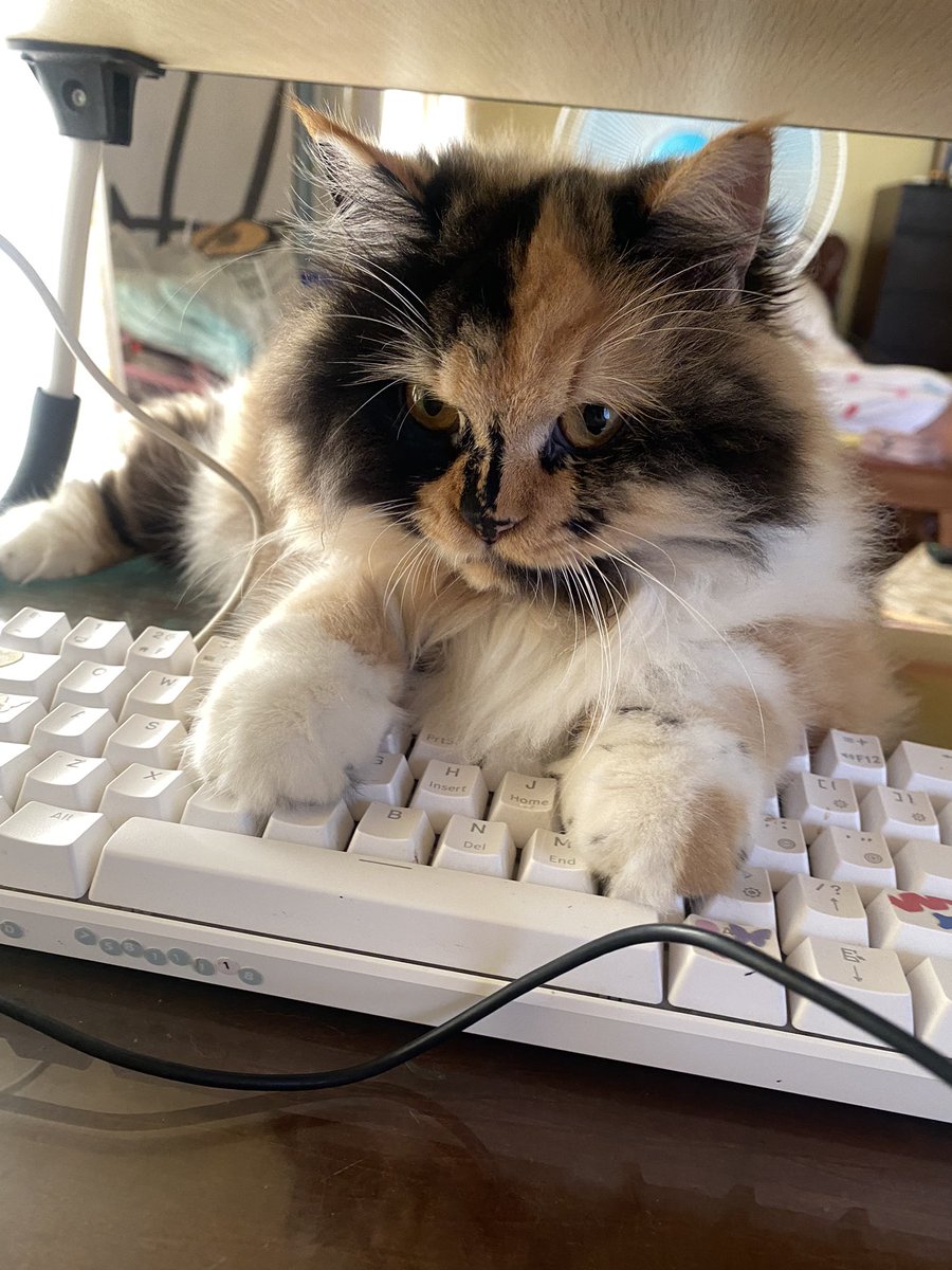ainakoai's tweet photo. keyboard nia https://t.co/7W593YqVKw