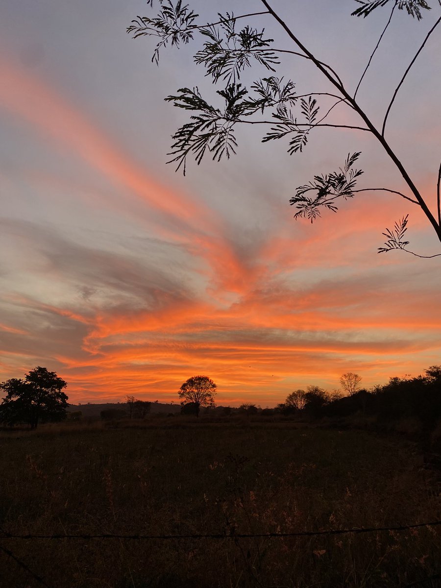parvathimenon's tweet photo. Twilight. Dawn.
Nature dressing up every evening and morning in the colours of Spring. 🏡
#khetse
#nature https://t.co/9MSlW1ePga