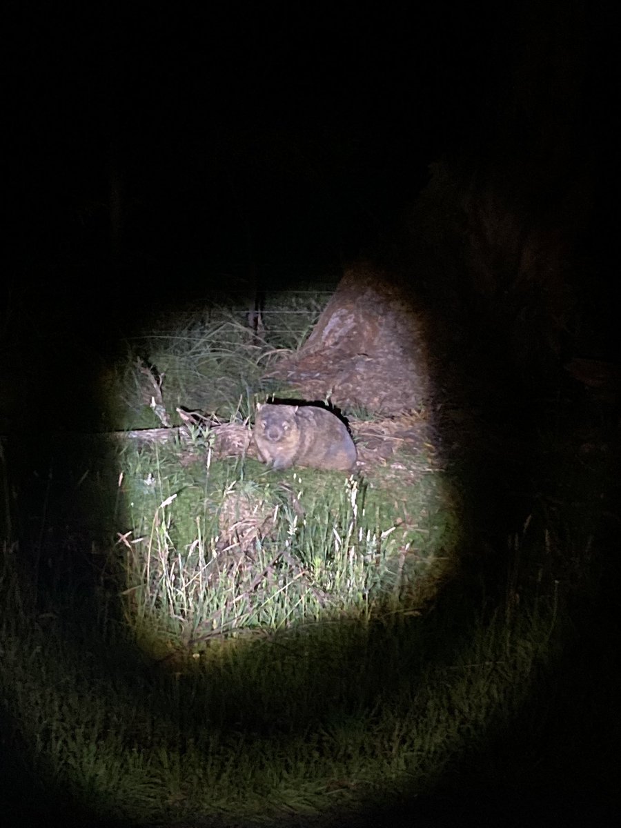 Spotlighting for wombats (and mange) across NSW has brought me to some beautiful parts of the country! Currently in the Blue Mountains, on the lands of the Dharug and Gundungurra peoples. I can see why wombats want to live here 🤭