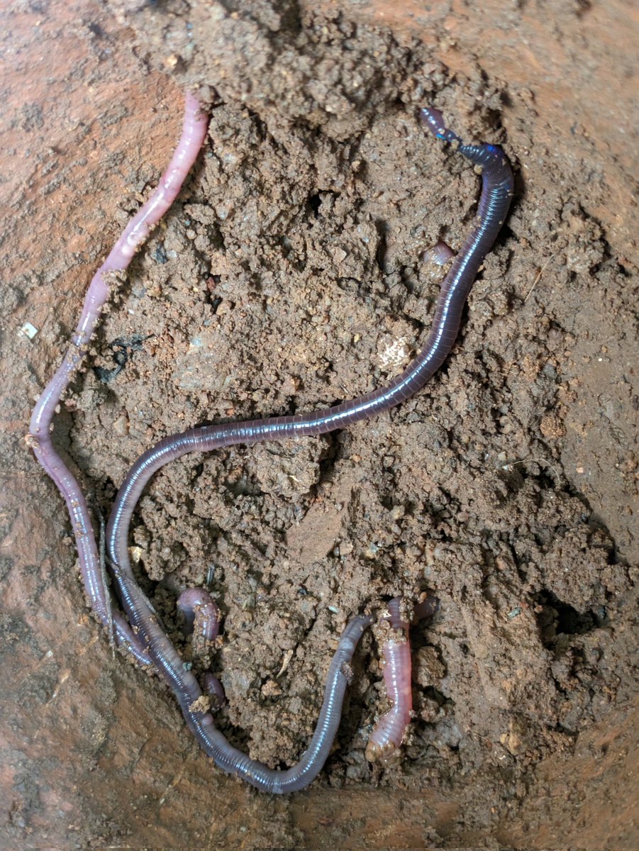 They flourish, We flourish
They perish, We perish.
They are buried, they are alive
We are buried, We are dead.
Pretty Simple! Save Soil.
#savesoil #ConsciousPlanet 
#earthworm #earthbuddy