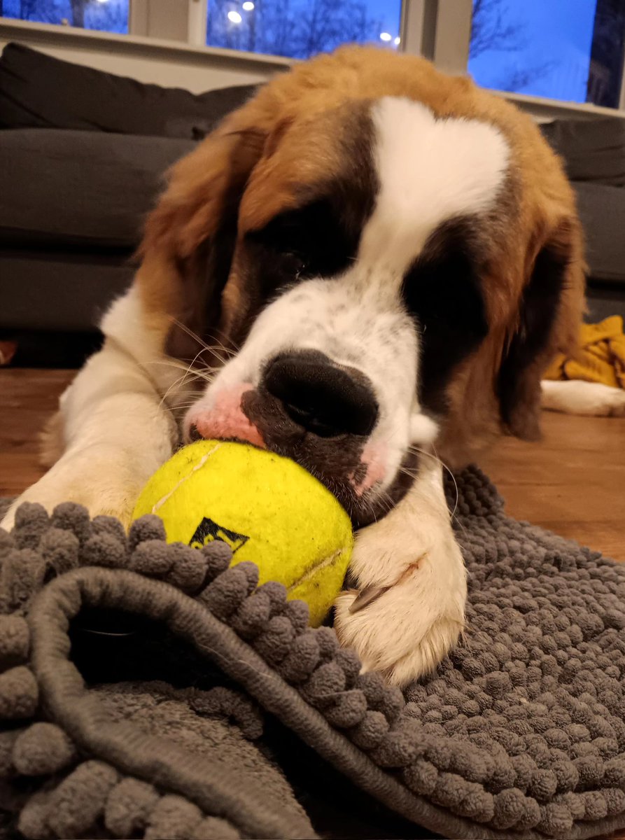 introvertedpnw's tweet image. A bernard sized tennis ball.