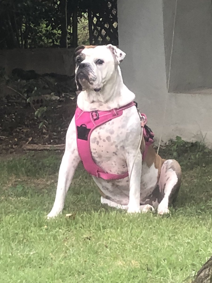 <a href="/UltraDane/">Dane</a> She better not try to steal Roxy. 🙏🇺🇸