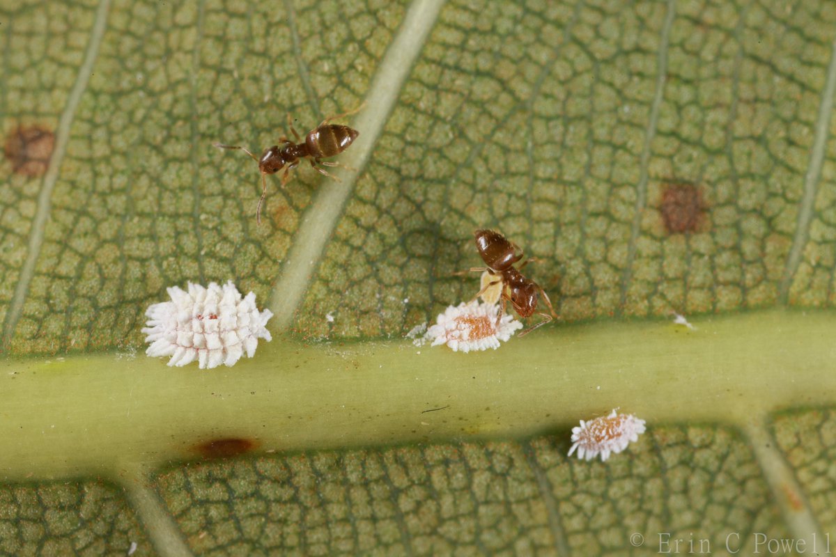 Seaside rover ant (Brachymyrmex obscurior) tending coconut mealybug (Nipaecoccus nipae) in south Florida