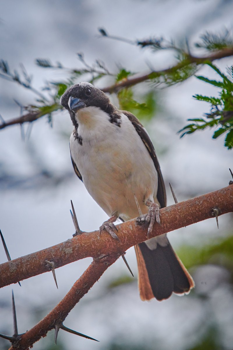 Birds of Ethiopia.

1) Hooded Vulture | Debre Libanos | Ethiopia
2) White browed sparrow weaver | Abijatta-Shalla National Park | Ethiopia
#jawsafrica #jawswildlife #iamnikon #africanbirds #nikonshot #birdsofafrica #saveplanetearth #africanadventure #amazingafrica…