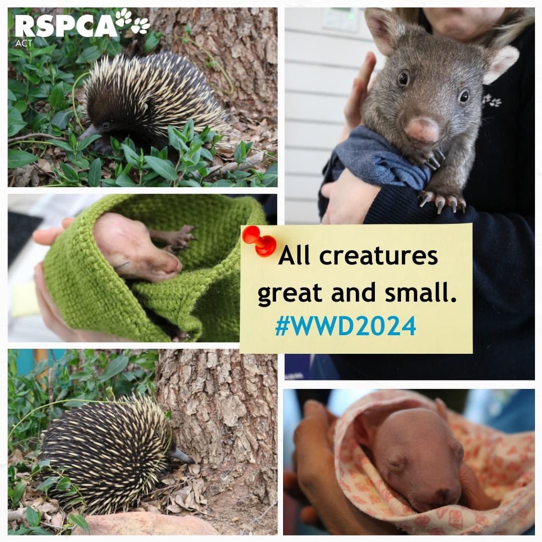I always leveraged the job I held to try and help wildlife. Still do! Be it on the radio or in person! Please support the legends out there doing the hard yards on #WWD2024💚: <a href="/Mozziebites/">Dr Cameron Webb</a> <a href="/VanessaPirotta/">Dr. Vanessa Pirotta</a> <a href="/SeaSnakeBlanche/">Blanche d'Anastasi | Sea Snake Queen</a> <a href="/abbilscott/">Dr Abbi Scott</a> <a href="/DrEmmaLJohnston/">Prof Emma L Johnston AO FAA FTSE</a> <a href="/Cassowary_Man/">Paul Webster</a> <a href="/jodirowley/">Jodi Rowley</a>