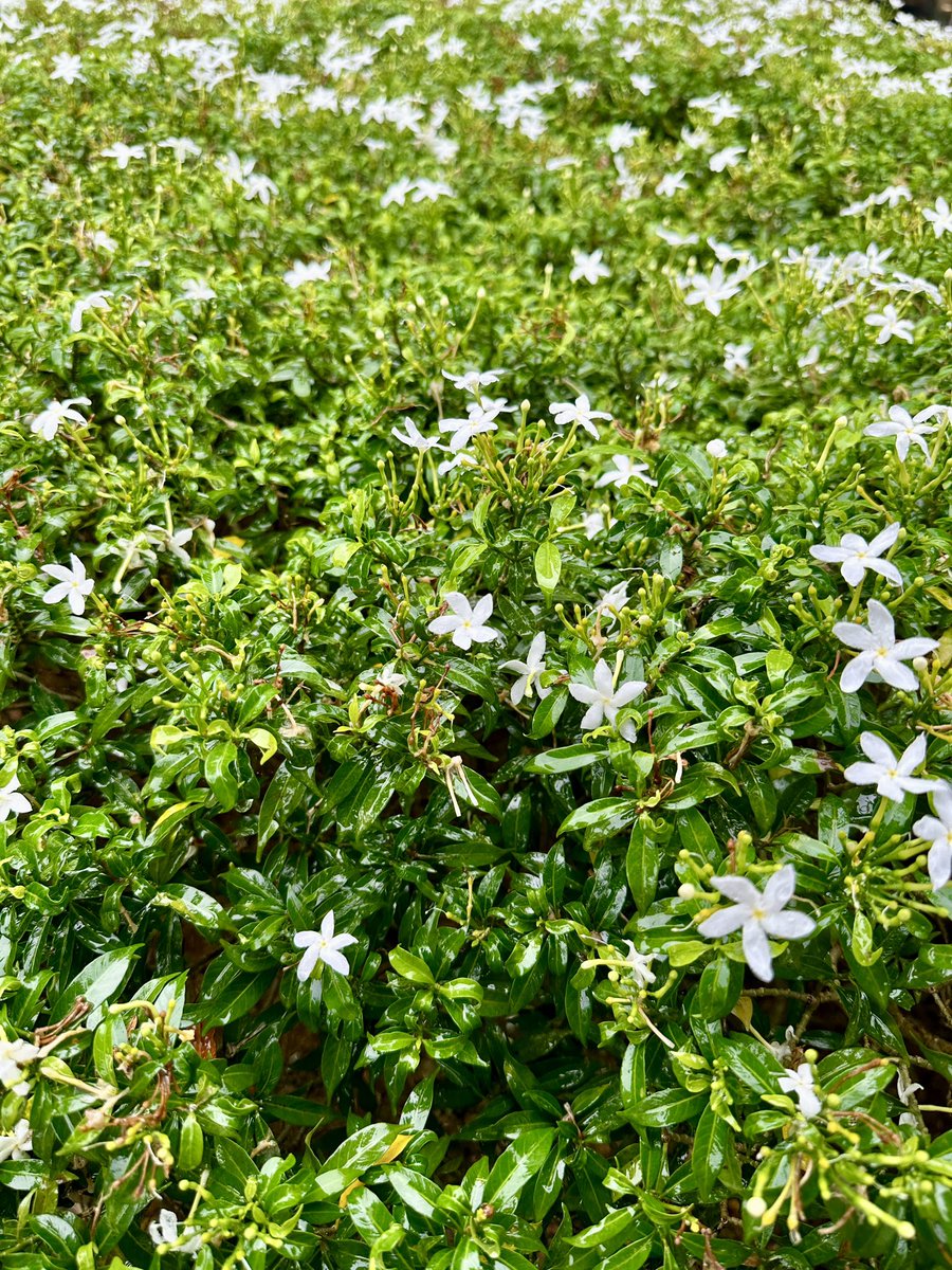 It’s a wet morning today! I literally swam to the stores and am swimming back!

#IRySuperb