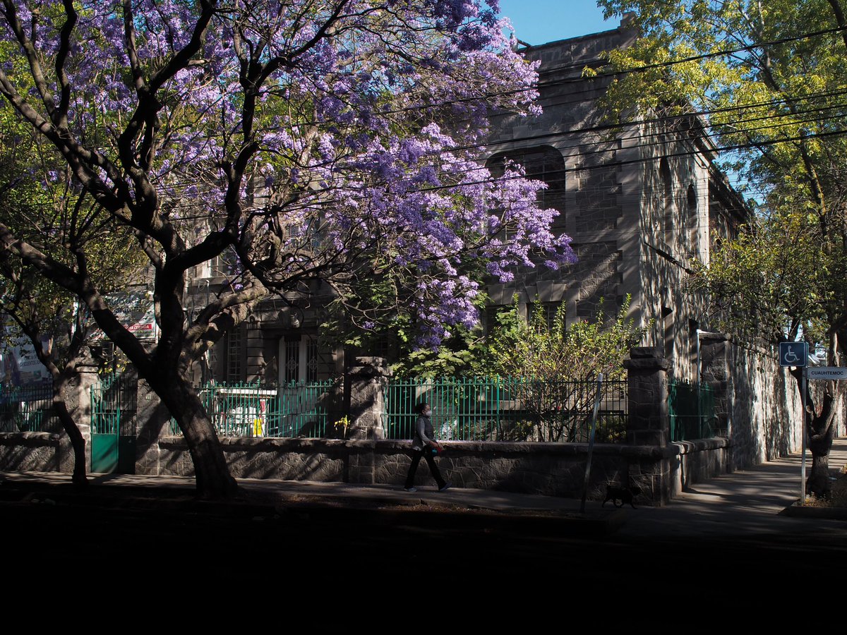 #jacarandas en la #CiudadDeMéxico