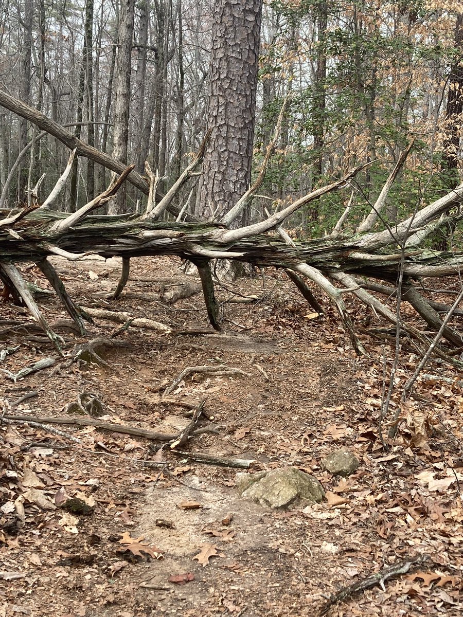 So every Saturday I do a 16 mile hike on a local mtn. Lots of rain this week, I assumed I’d run into some fallen trees. Ran into this medieval torture device in the middle of the trail, glad I wasn’t present when this bad boy fell. That would have hurt 😬