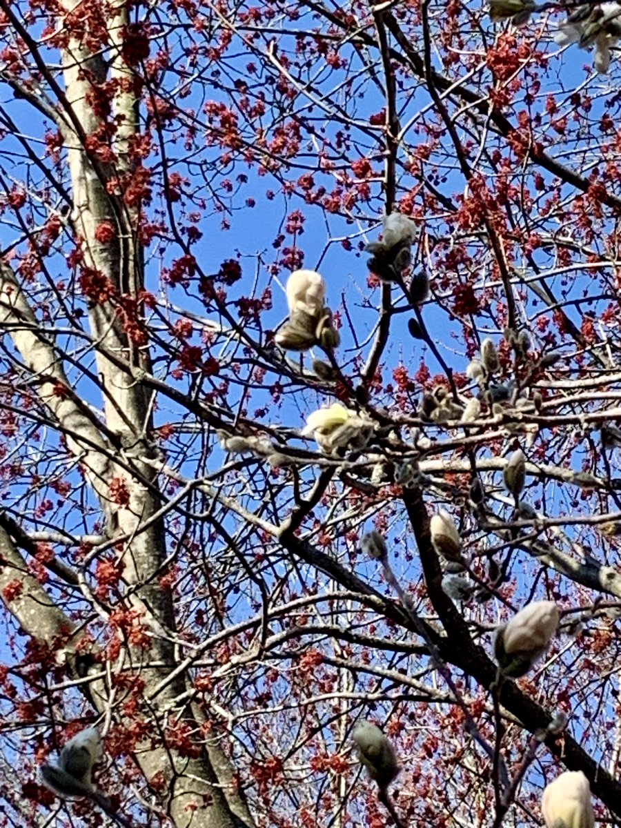 Star magnolia, Lenten roses, and forsythia!!!