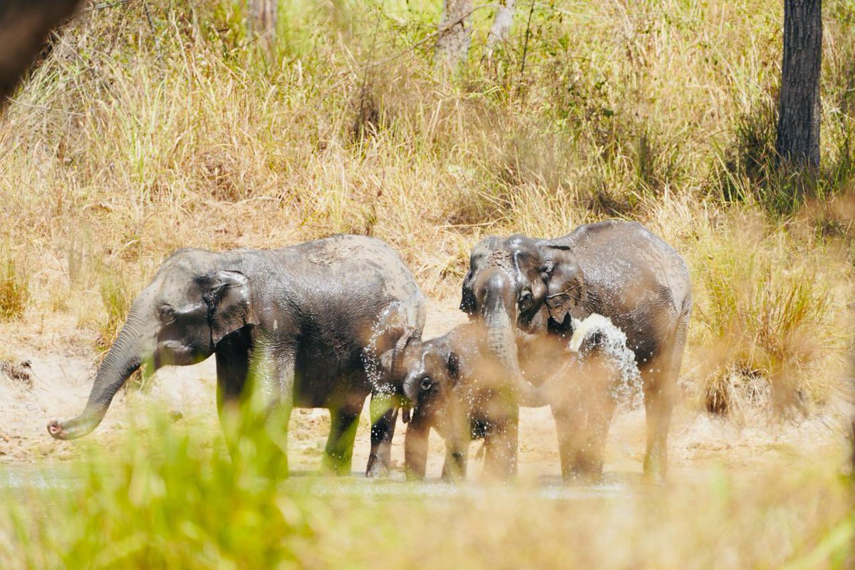 Today we celebrate the incredible diversity of life on our planet . This #WorldWildlifeDay, as a Parliamentarian & member of the Standing Committee on Forests and Environment, Iam delighted to share my #WeeklyDoseOfPhotography with the majestic gentle giants 🐘 from a recent…