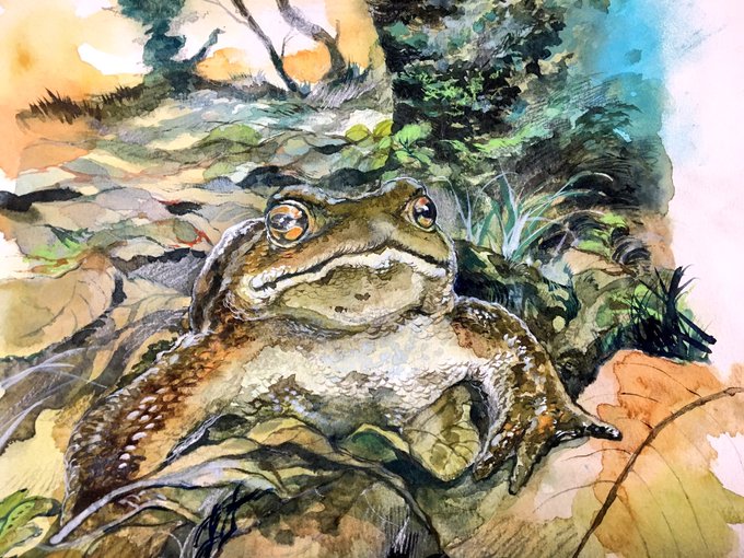 「frog traditional media」 illustration images(Latest)
