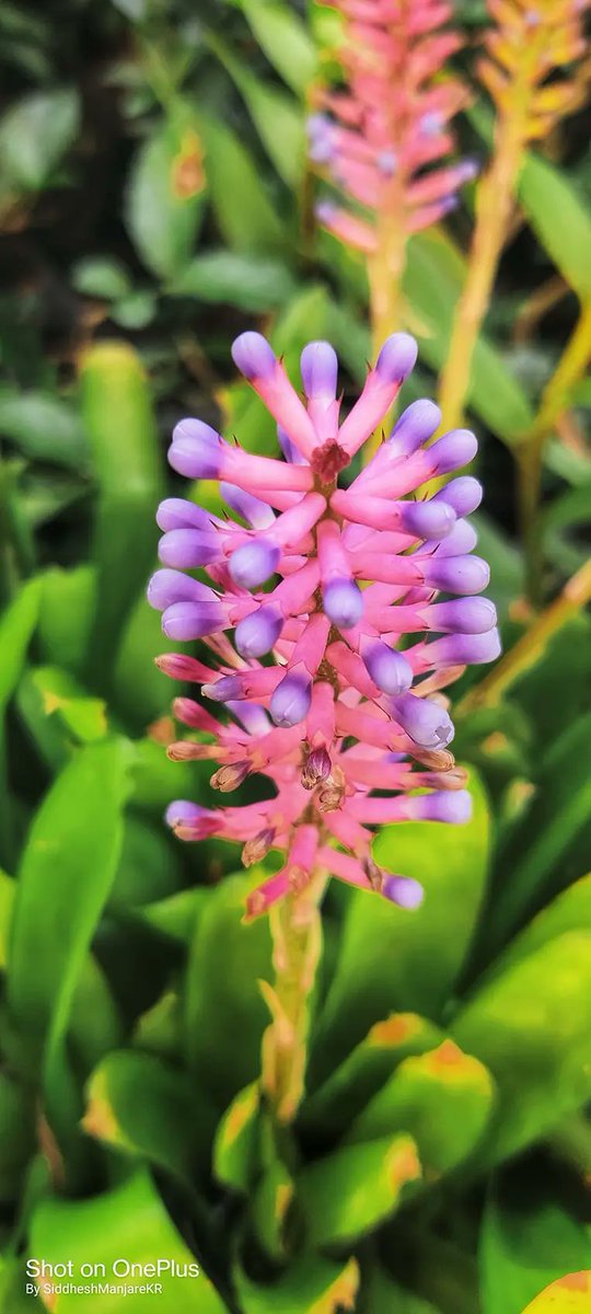 Sunday clears away the rust of the whole week........🌸🌸
#GoodMorningEveryone 
#theme_pic_India_flowers
Id --matchstick plant or bromeliad