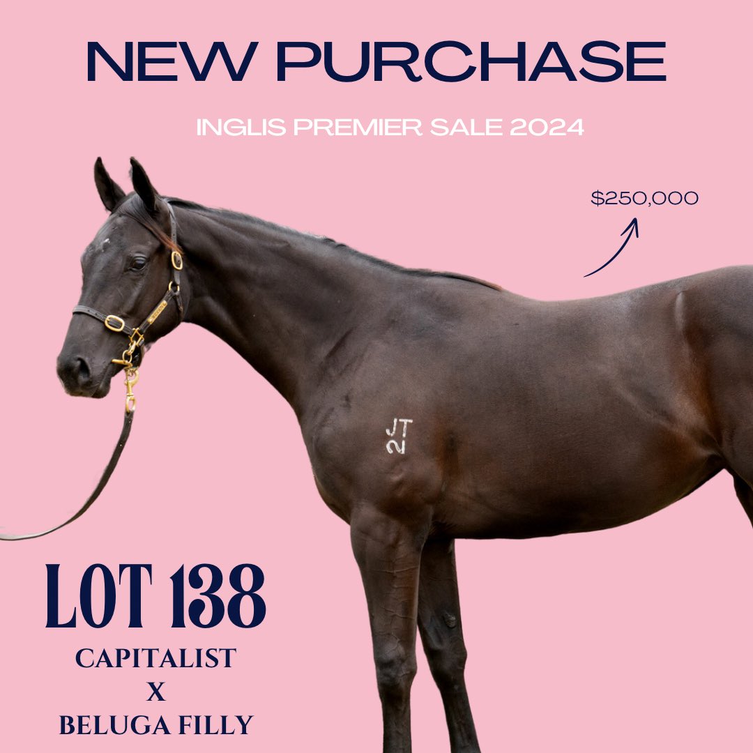 Second purchase at the Inglis Premier Sale! Lot 138: Capitalist x Beluga filly✨ • By the same sire as our stakes-winning 2YO, CASTANYA • Out of a Group 3 Japanese mare • From the same family as champion Japanese sprinter, SLEEPLESS NIGHT Get in touch to get involved! 📧…