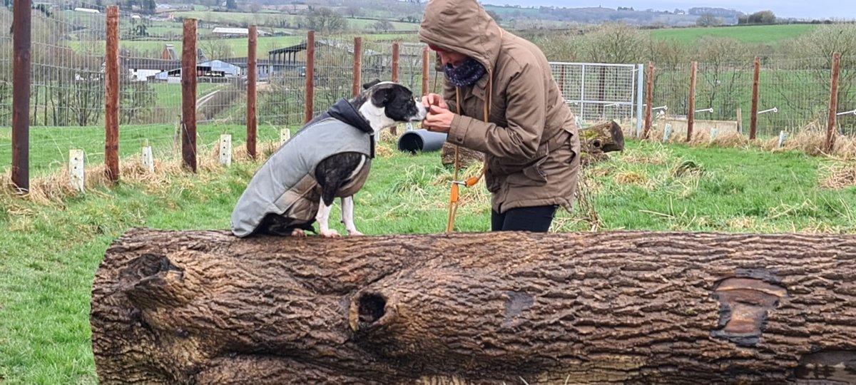 Are you looking for somewhere different to take your dog? We have a safe and secure  "Wild Pet Paddock". Let your dog explore this natural space whilst you relax and enjoy an Organic Hot Chocolate or Coffee from our Coffee Cabin. Book via our website : wictonfarm.co.uk/visit-the-wild…