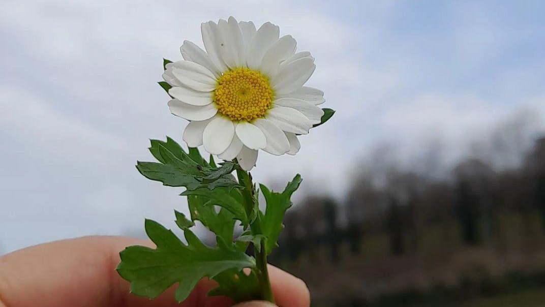 "İnsanlar sana kapıyı gösteriyor sen gidip hâlâ pencerelerine çiçekler koyuyorsun..." yapma...