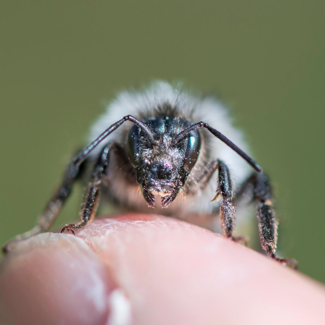 This #WorldWildlifeDay we’re celebrating bumblebees across the globe.

🌍270 known species worldwide.
🛕The greatest diversity is in the area around China and North India.
❄️Bumblebees live within the Arctic Circle.
🐁Largest: the Patagonian bumblebee aka ‘the flying mouse’.