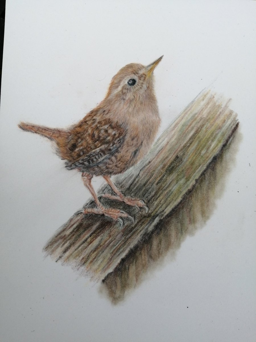 My first attempt at drawing a bird. This little wren is off to his new home
#colouredpencil #polychromas #birds