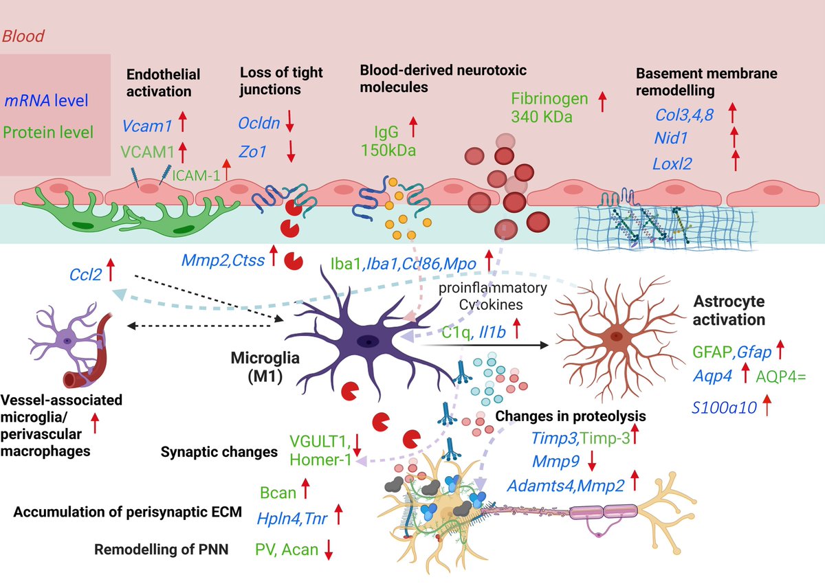 Our new study in Matrix Biology shows an excitingly complex interplay between alterations in vascular and neural extracellular matrix in Collagen 19 knockout mice sciencedirect.com/science/articl…