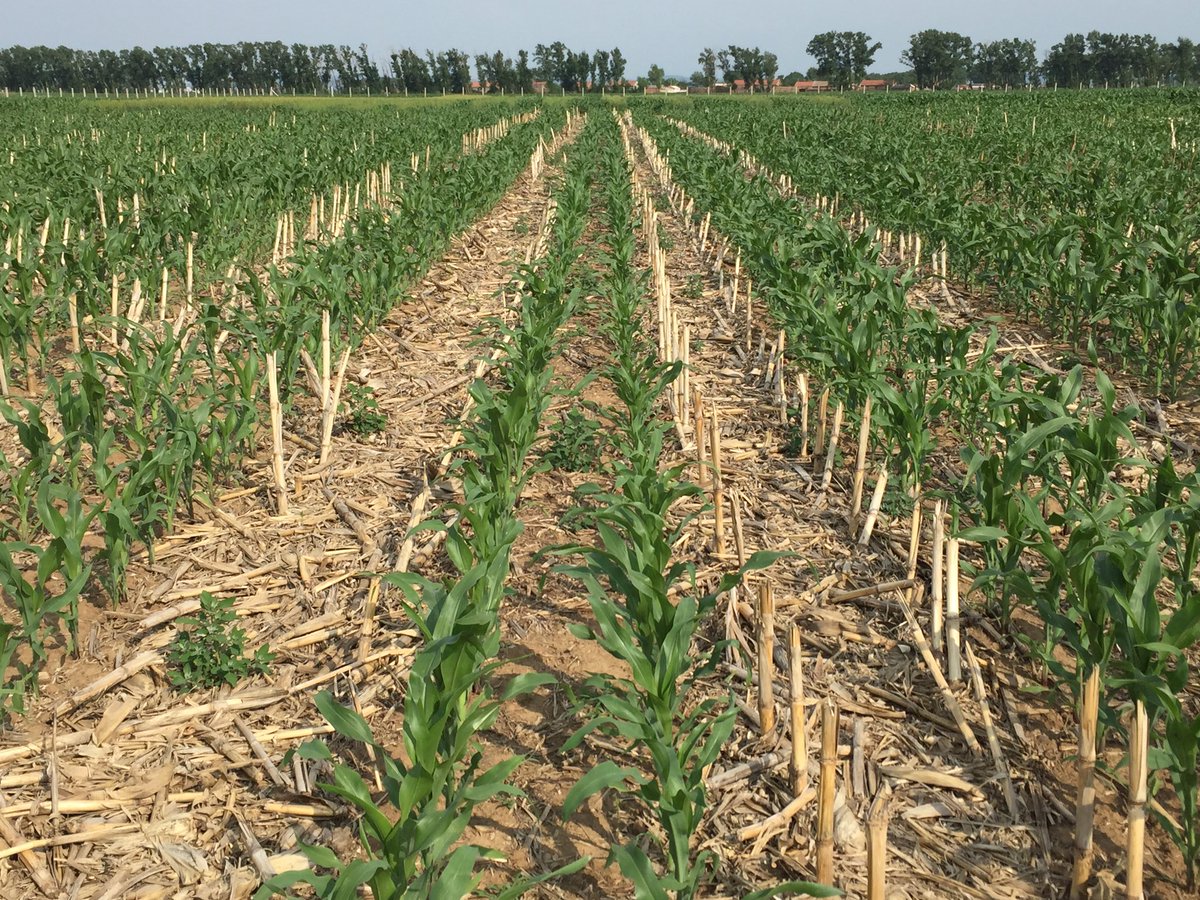 Zhou_Hu_'s tweet photo. @PD_Hallett This photo of the no tillage field was taken at June. https://t.co/JQ6y0aT2an