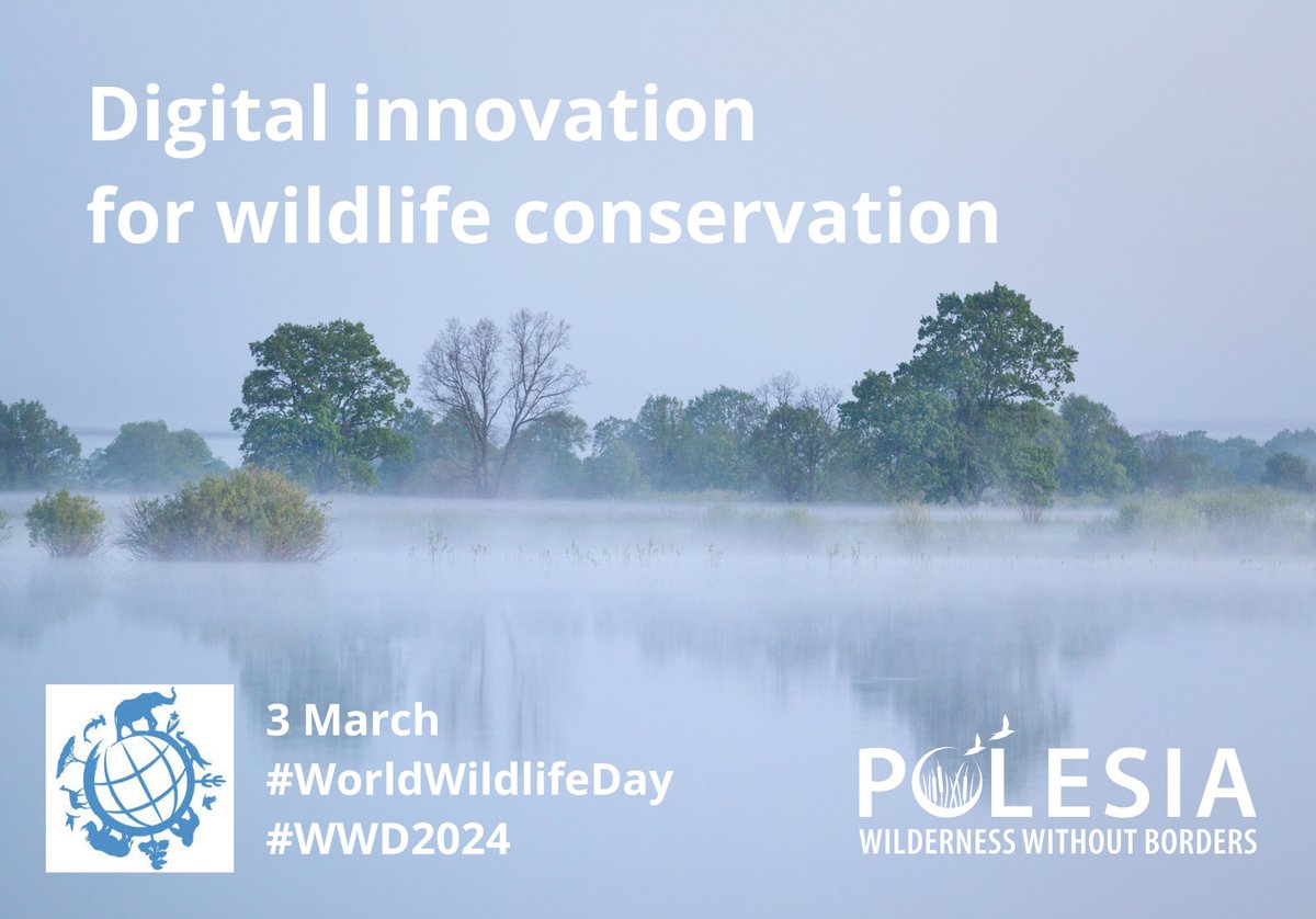 This #WorldWildlifeDay celebrates #DigitalTech for #wildlife #conservation.
In #WildPolesia we
📡use #satellite data for studying the landscape;
🎙️research #biodiversity using #AcousticMonitoring;
🦅track #birdsmigration using #GPS transmitters.
More information in the thread👇