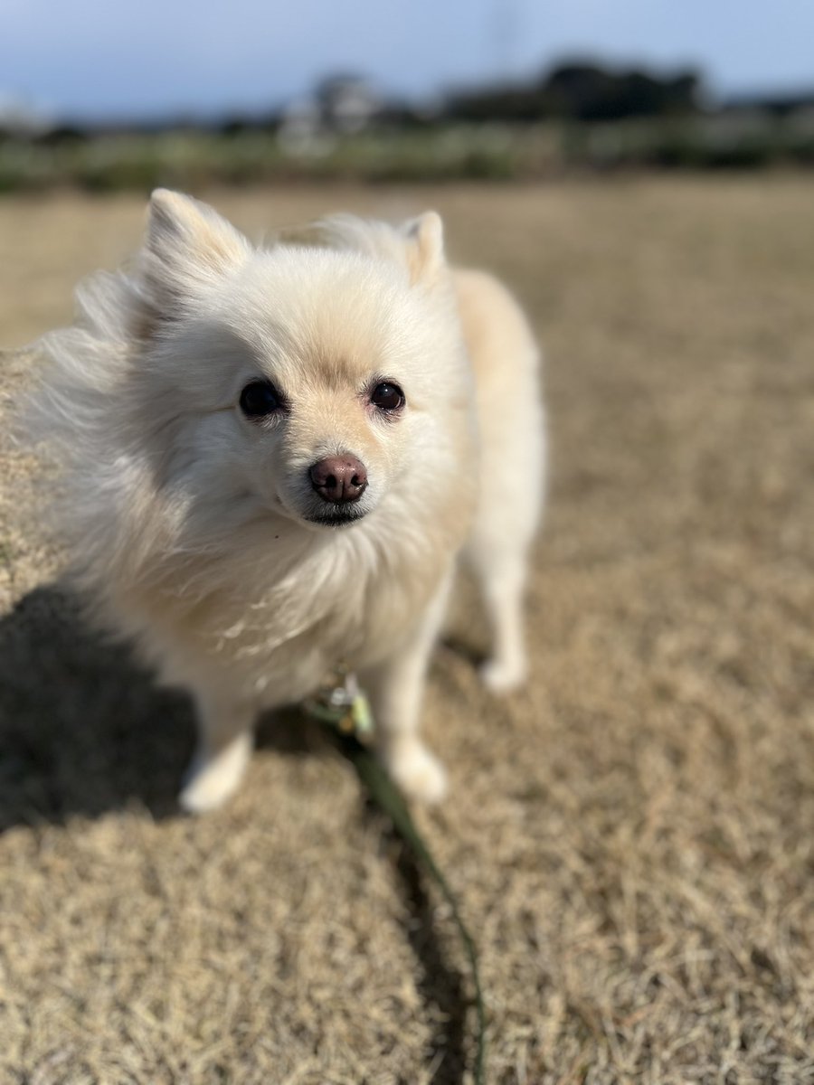 hanamico8735's tweet photo. 風つよっ
#ポメラニアン
#犬 https://t.co/AuumQcFy4L
