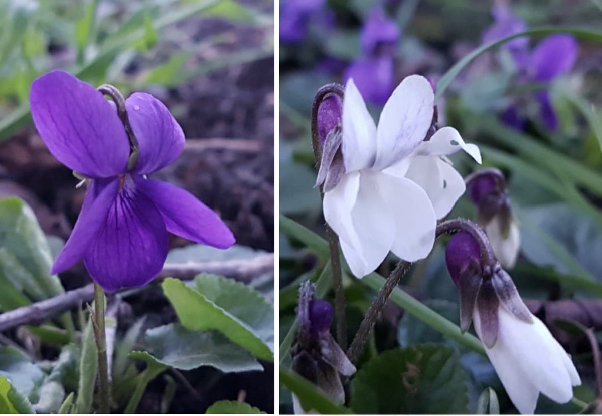 katysmith_20's tweet photo. Some muddy, slippy #runningbotany yesterday
Sweet violets and double rainbows ๐
#wildflowerhour #stoprainingalready https://t.co/K17SwOrN21
