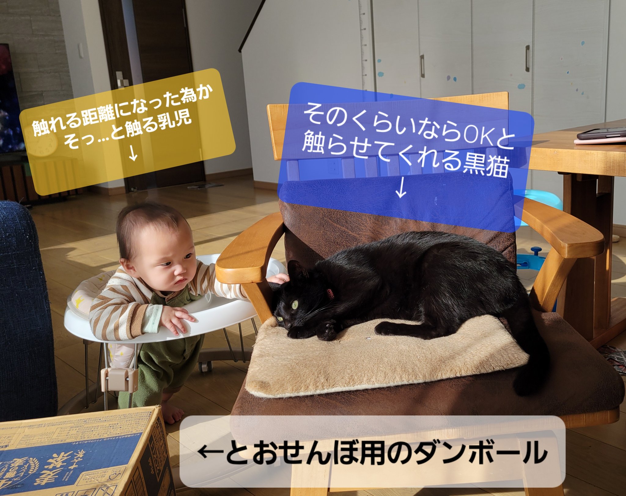 仔猫を拾ったので on X: 