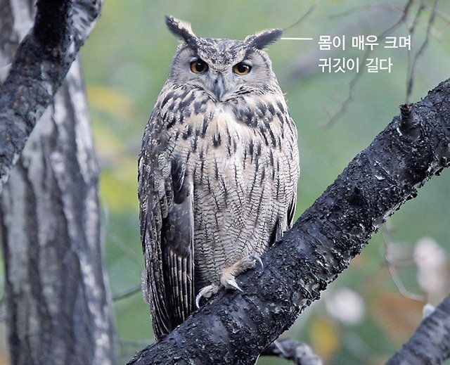 수리부엉이: 부어엉 🦉