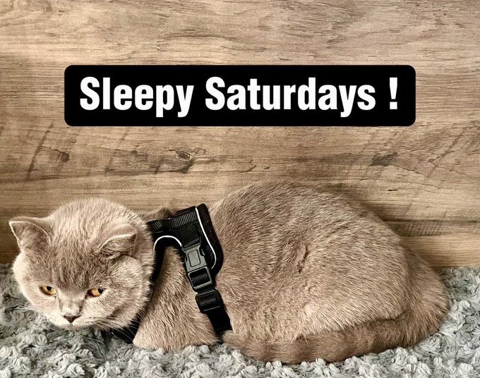 I hope everyone is having a wonderful weekend. Iris is tired from playing outside with her new puppy<a href="/tag/friday"class="tags"><span>#friday</span></a><a href="/tag/fridaynight"class="tags"><span>#fridaynight</span></a><a href="/tag/letsplay"class="tags"><span>#letsplay</span></a><a href="/tag/weekend"class="tags"><span>#weekend</span></a>