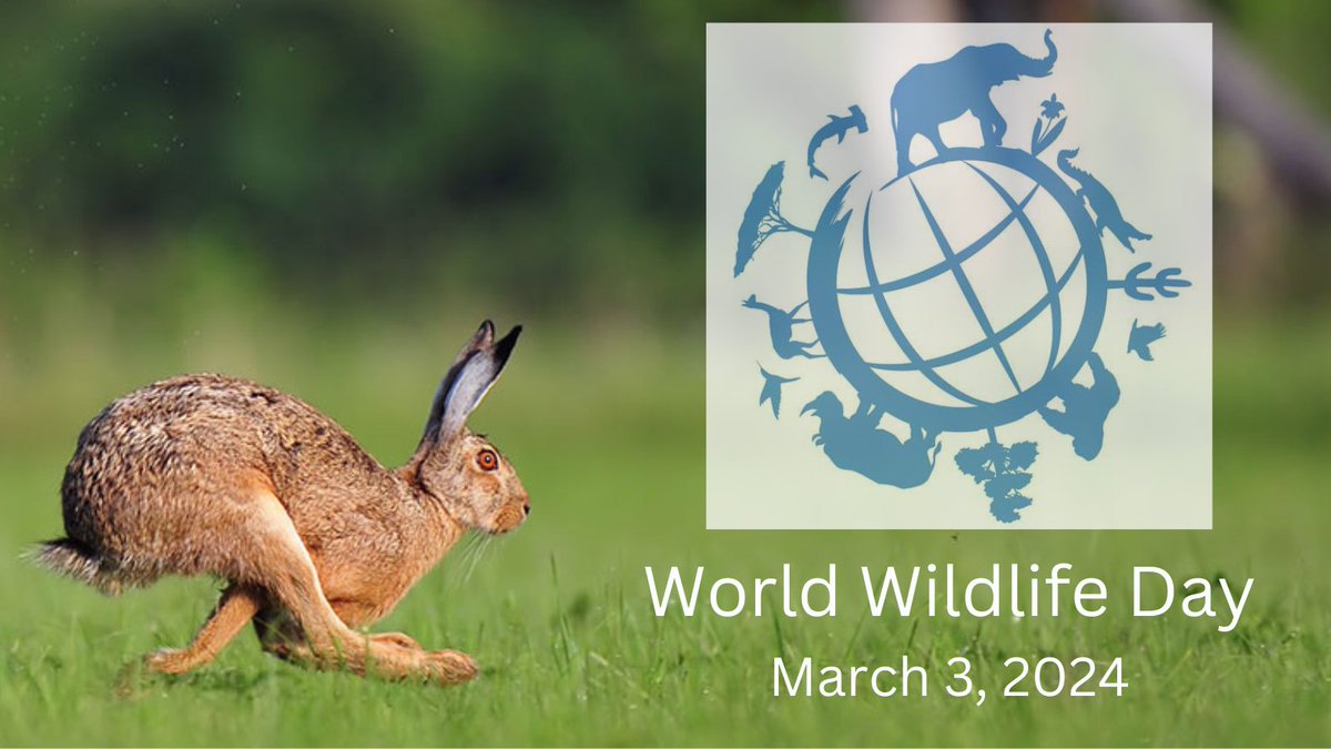 (1/4) It's #WorldWildlifeDay! 🌍California’s native wildlife species include approximately 68 amphibians, 100 reptiles, 429 birds, 185 mammals & 27,000+ terrestrial invertebrates. And California has not one, but three entities dedicated to preserving its diverse wildlife!🐟🦌🦫🐢