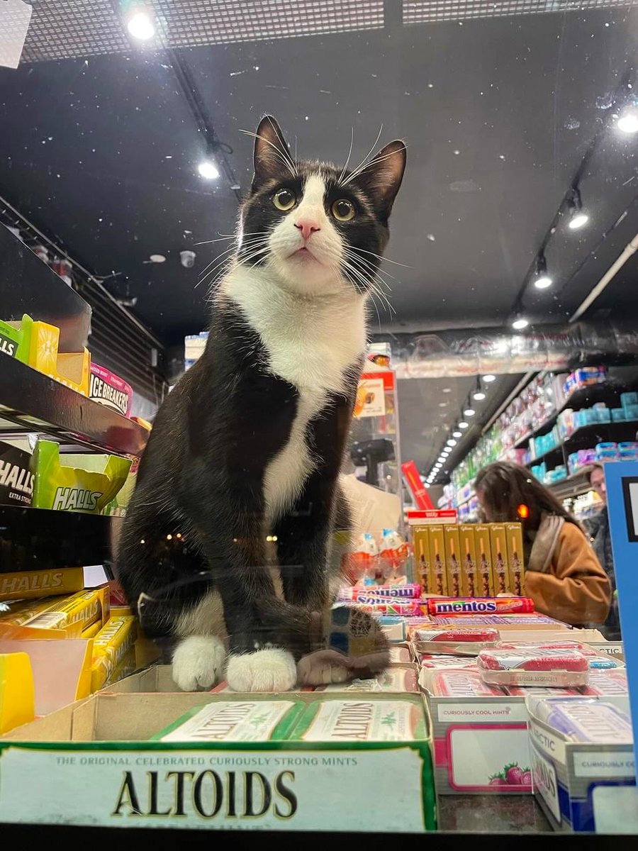 Bodega Cats tweet media