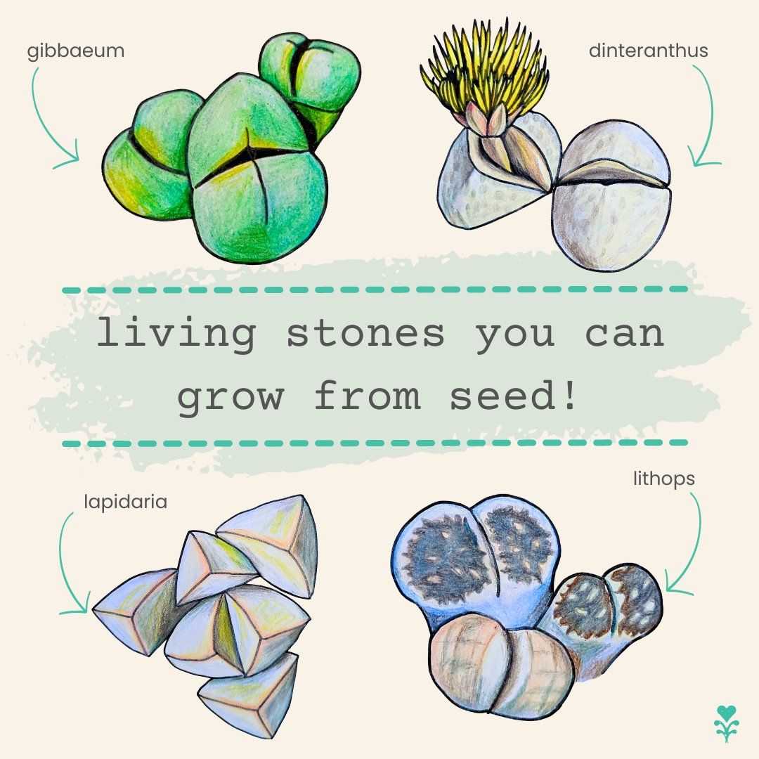 Living stones are usually associated with Lithops, however there are several other varieties of Living Stones, as you can see from this little chart! Which one's your favorite? 💚 #livingstones #lithops #uniqueplants #succulentseeds #succulents #succulentgarden