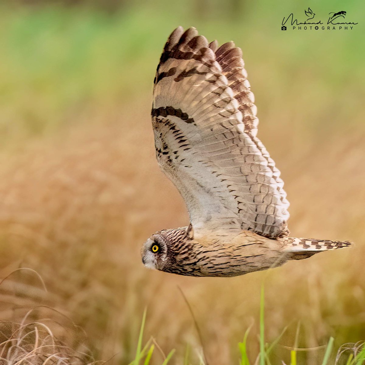 Short-eared owl March 2024 #BirdsOfTwitter #NaturePhotography #IndiAves #TwitterNatureCommunity #birds #birdwatching