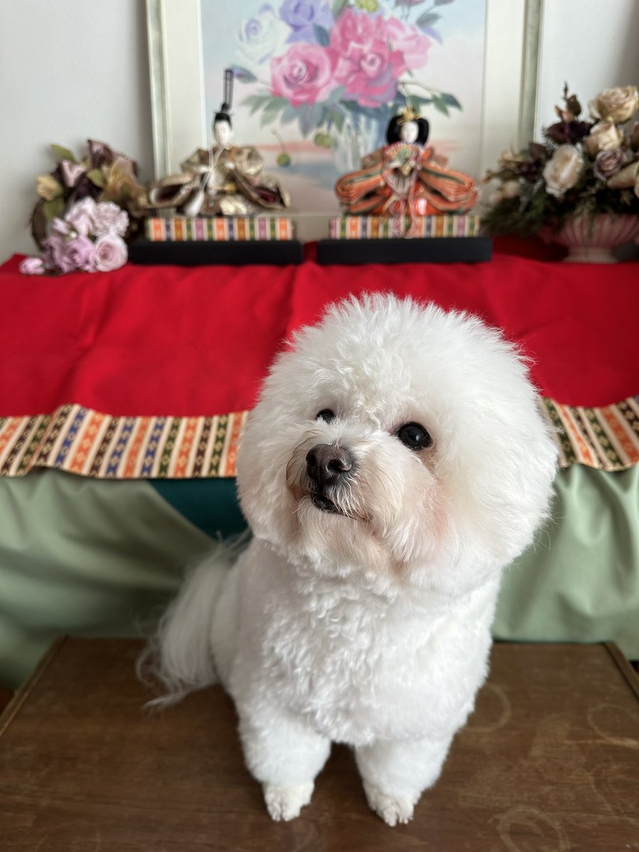 今日はひな祭り🎎🌸