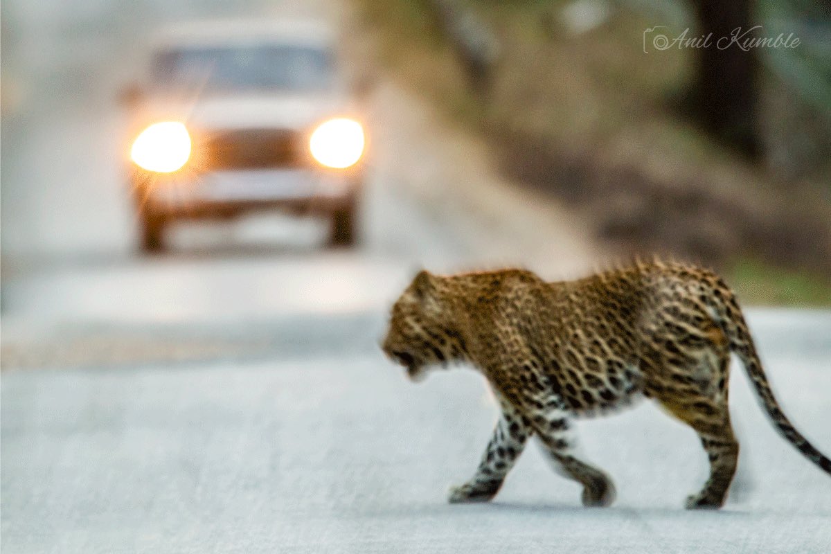 As we take our journey through breathtaking landscapes, it’s crucial to remember that we’re only visitors in the homes of magnificent creatures. This image shows how easily a beautiful leopard can become just a fleeting blur. Let’s preserve their beauty and ensure they remain a